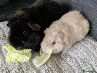 Guinea Pig rodents 2 Beautiful teddie boars available - Advert 19