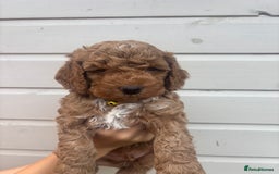 Cockapoo dogs for sale: 🐾 Gorgeous cockapoo puppies🐾 - Image 2