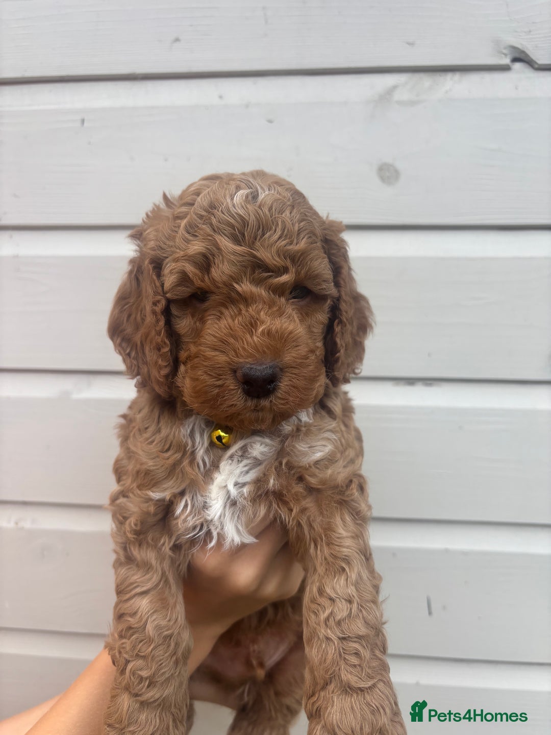 Cockapoo dogs for sale: 🐾 Gorgeous cockapoo puppies🐾 - Image 2