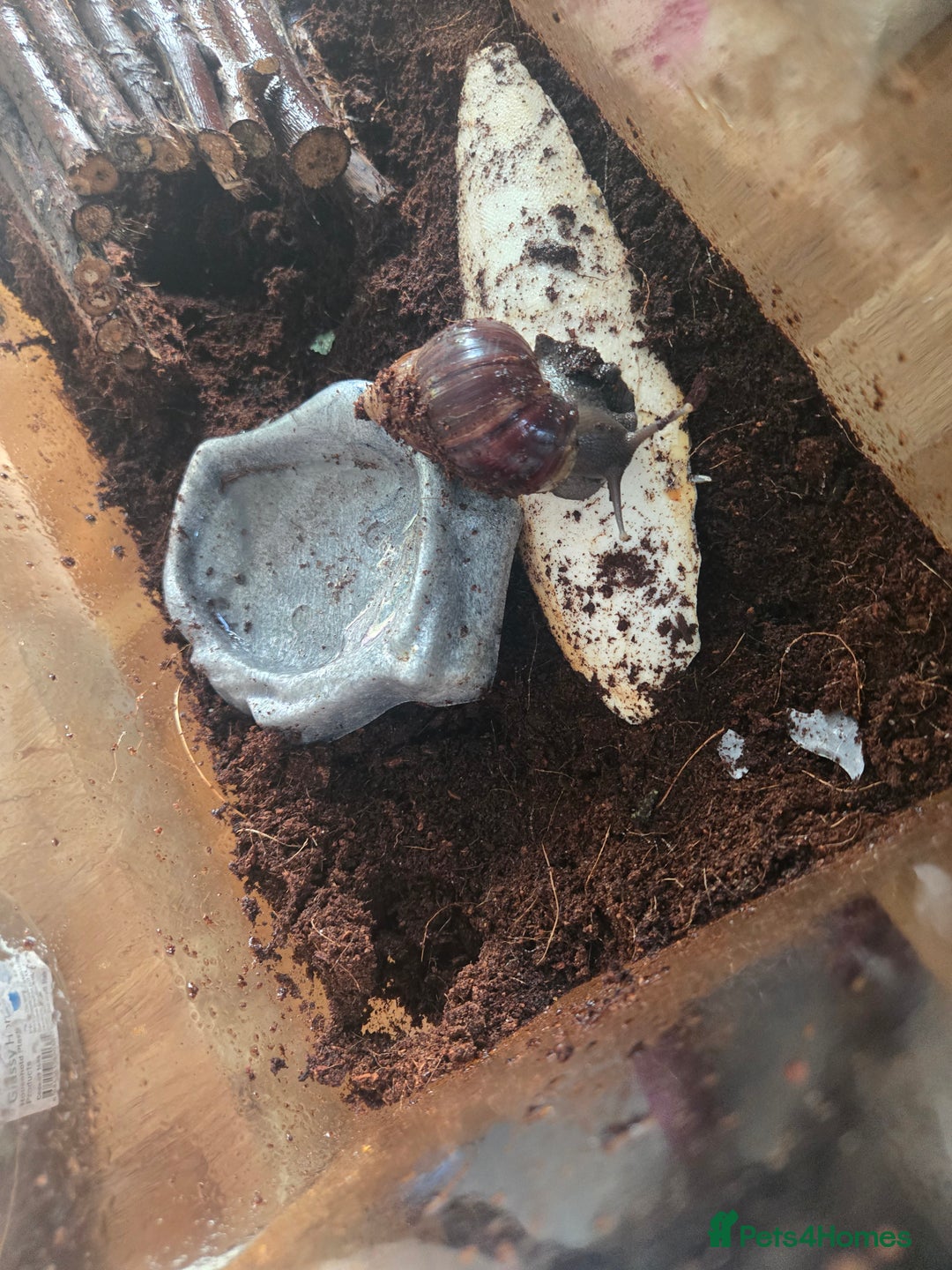 Snails invertebrates for sale: Afican land snail  - Image 4