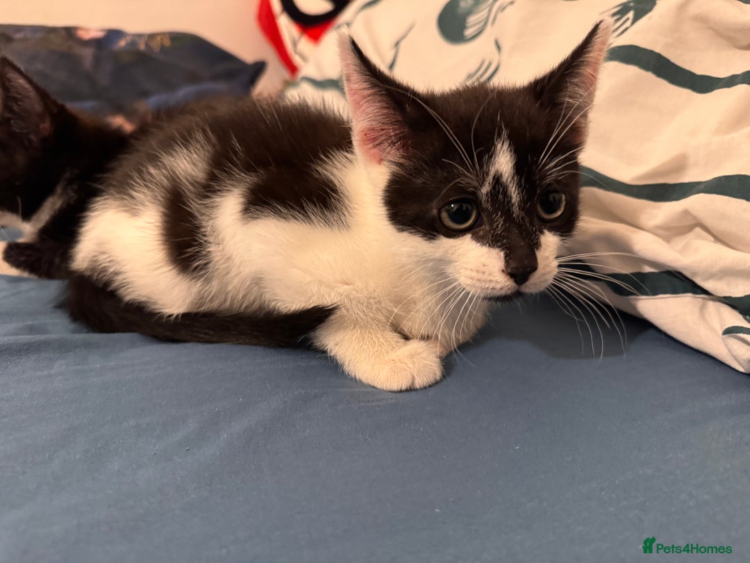 Mixed Breed cats for sale: 5 beautiful kittens  - Image 8
