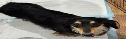 Dachshund dogs for sale: Black and cream longhaired miniature dachshund  - Advert 4