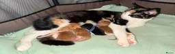 Mixed Breed cats for sale: 2 gorgeous ginger kittens - Advert 1