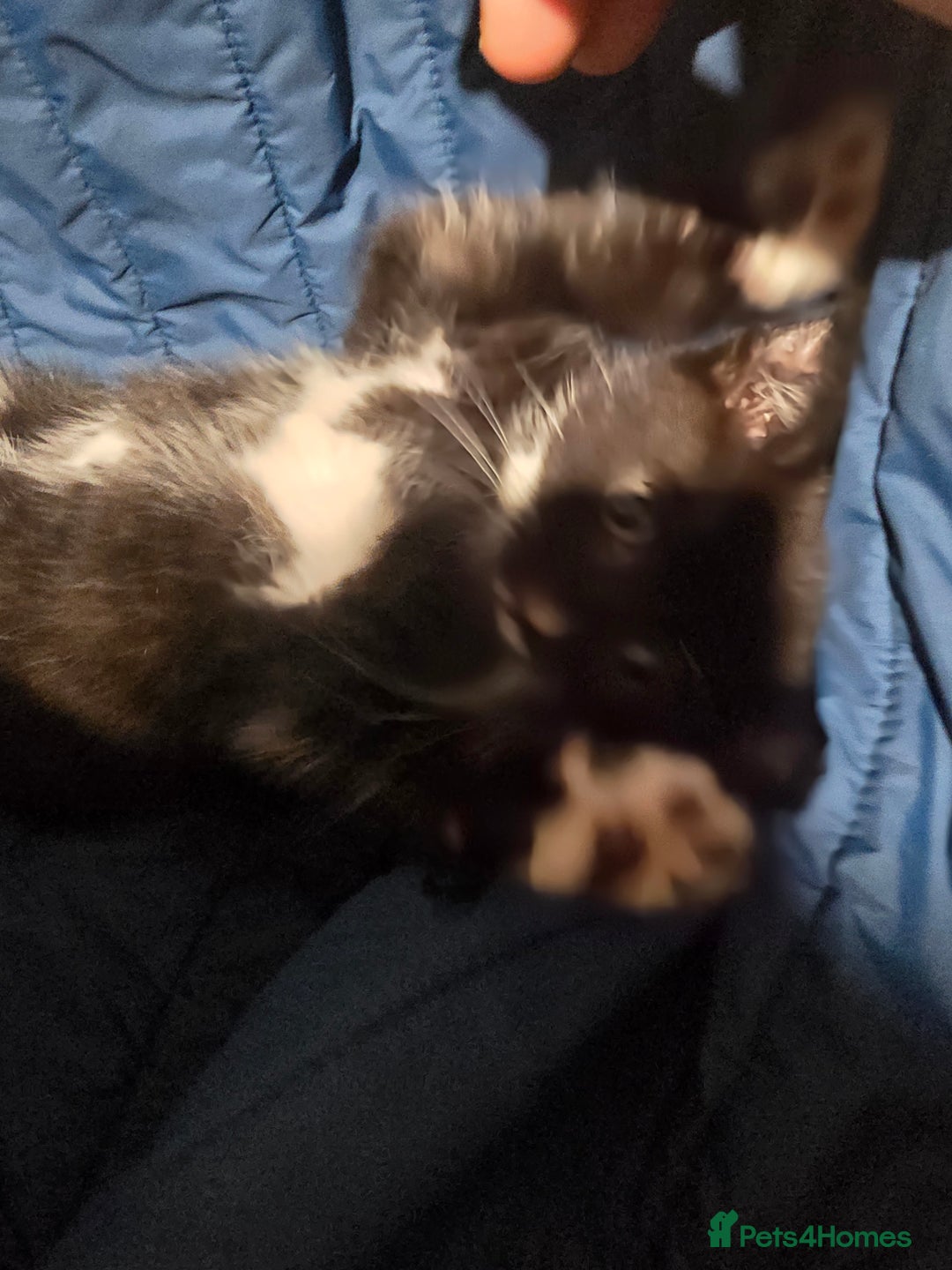 British Shorthair cats for sale: Stunning girls  - Advert 6