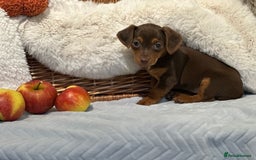 Mixed Breed dogs for sale: Wonderful daxijacks !! 🐶 - Image 7