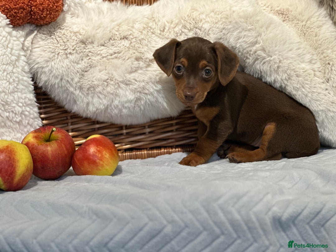 Mixed Breed dogs for sale: Wonderful daxijacks !! 🐶 - Image 7