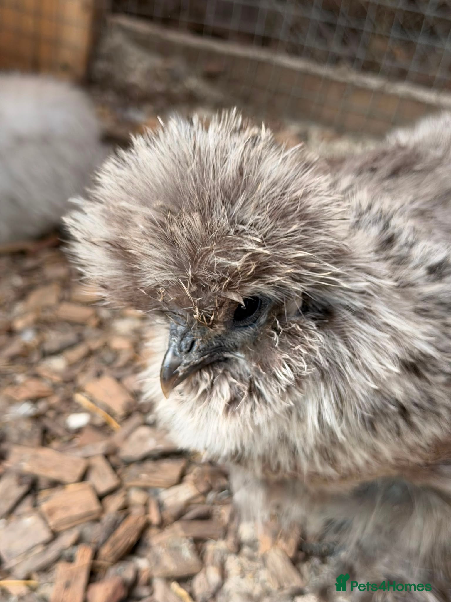 Chickens poultry Silkies ,polish bantam ,large polish , Wyandotte  - Advert 1