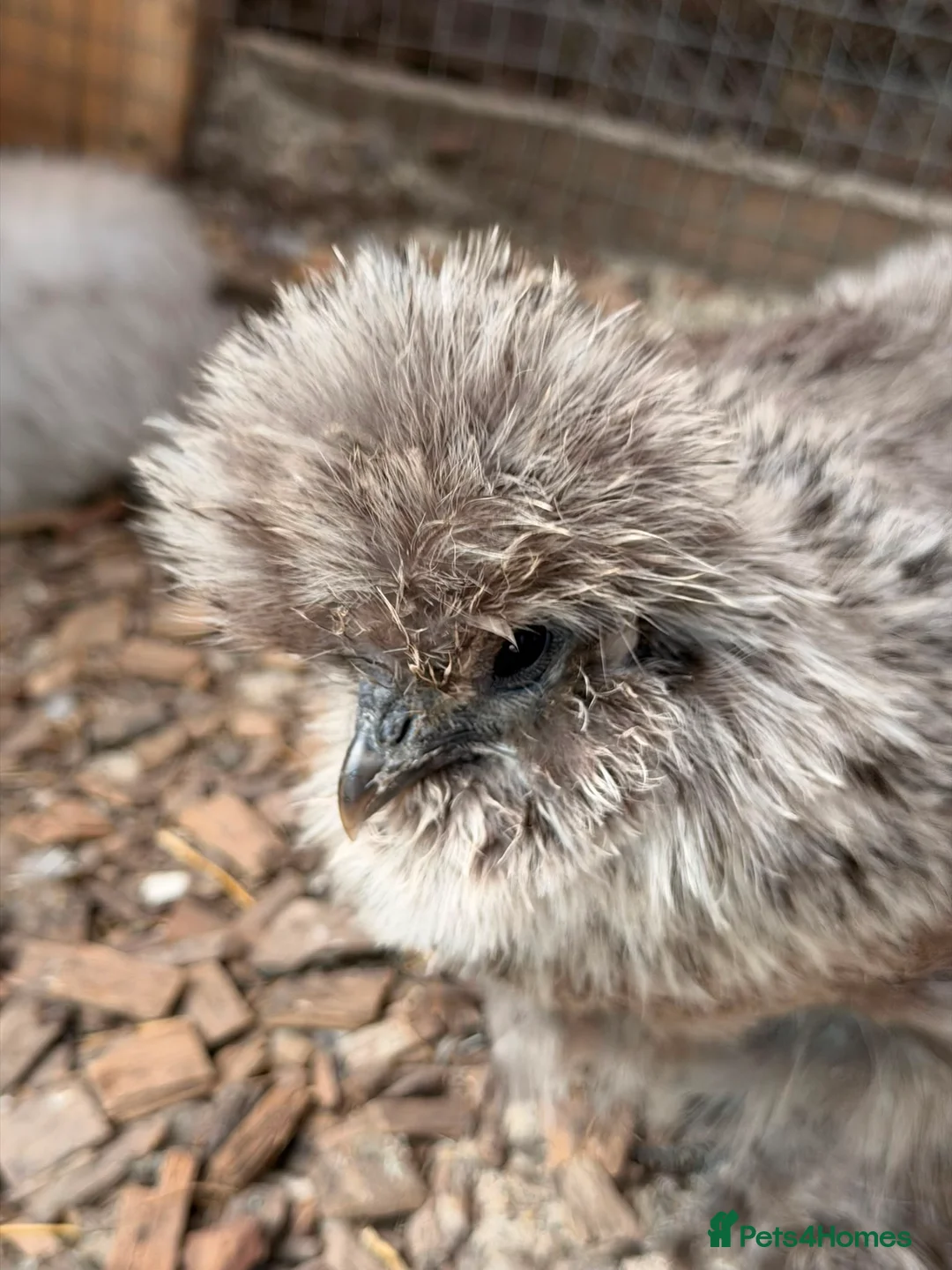 Chickens poultry for sale: Silkies ,polish bantam , Wyandotte  - Advert 1