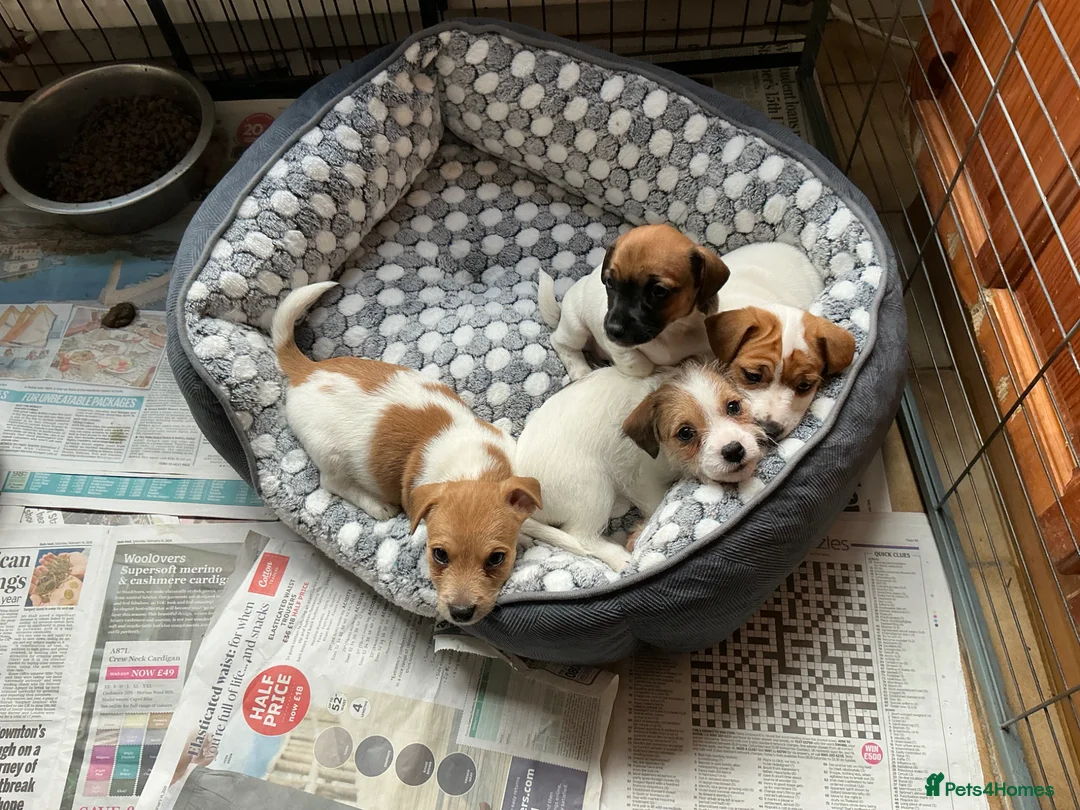 Jack Russell dogs for sale: Short legged Jack Russell Dog Pup - Advert 8