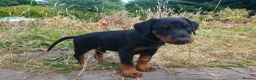 Dobermann dogs for sale: Mr Blue- A truly Free Range Doberman - Advert 36