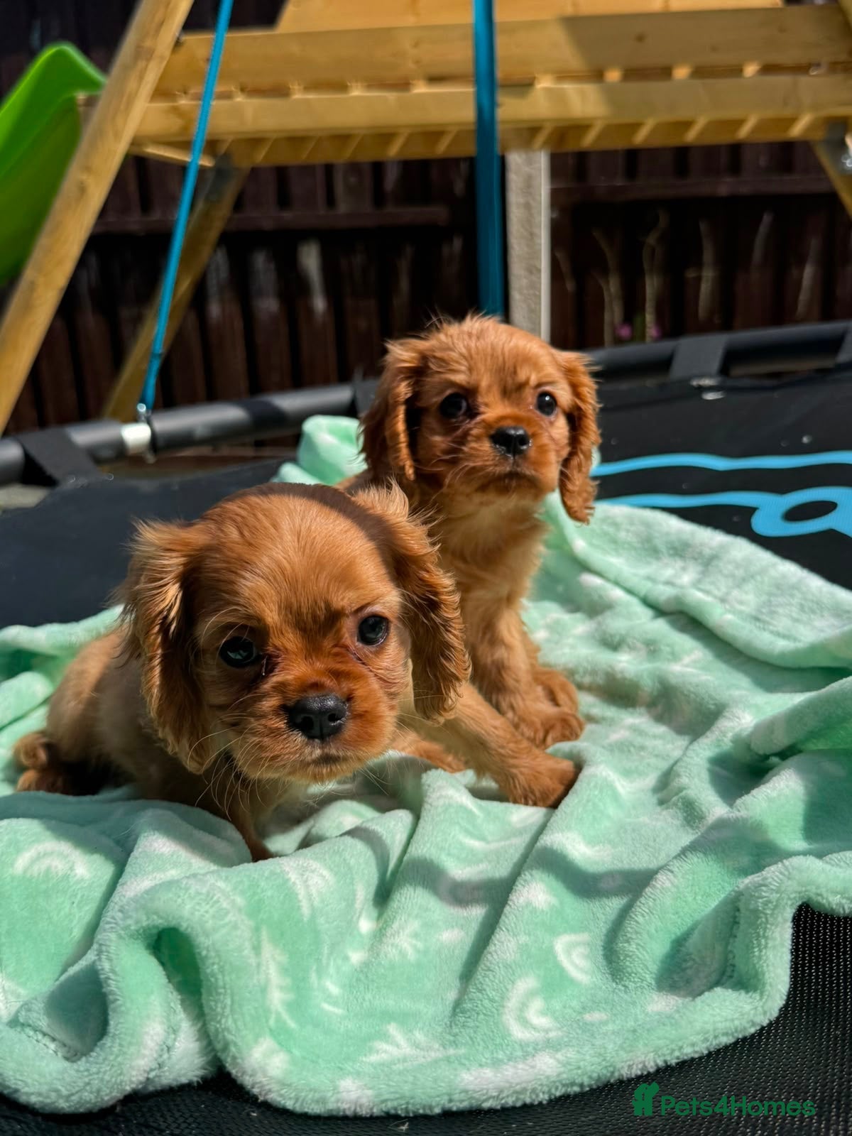 Cavalier King Charles Spaniel dogs Ruby Boys KC King Charles Cavalier Health Tested  - Advert 1