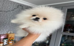 Pomeranian dogs for sale: Absolutely stunning optic white boys - Image 5
