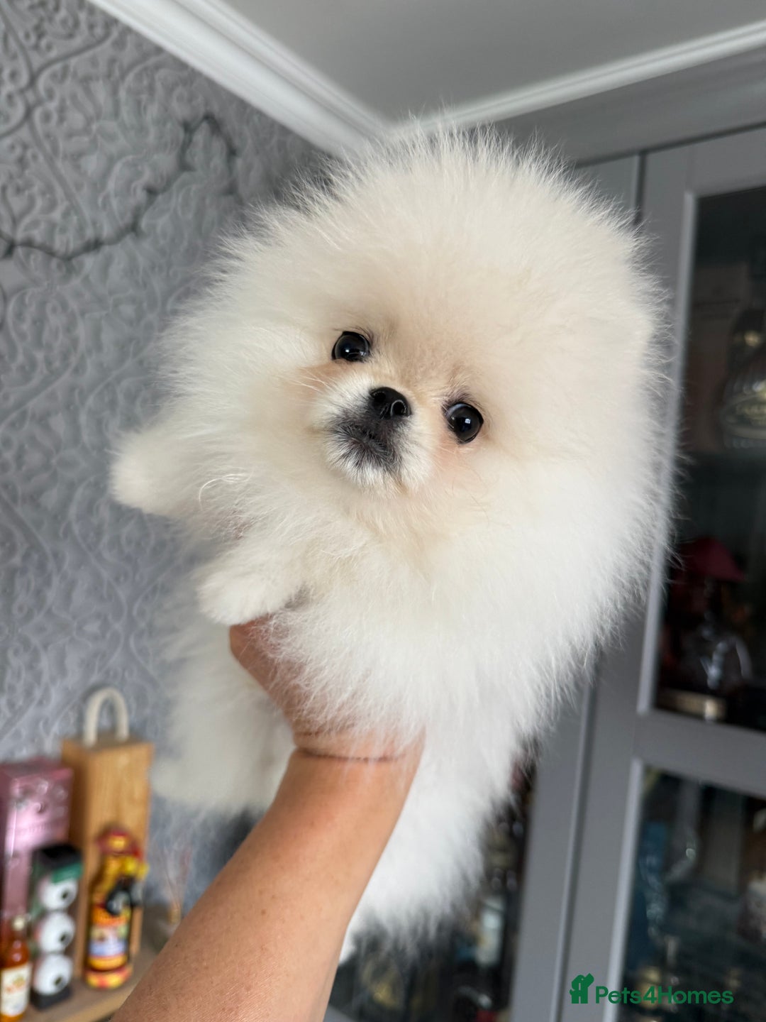 Pomeranian dogs for sale: Absolutely stunning optic white boys - Image 5
