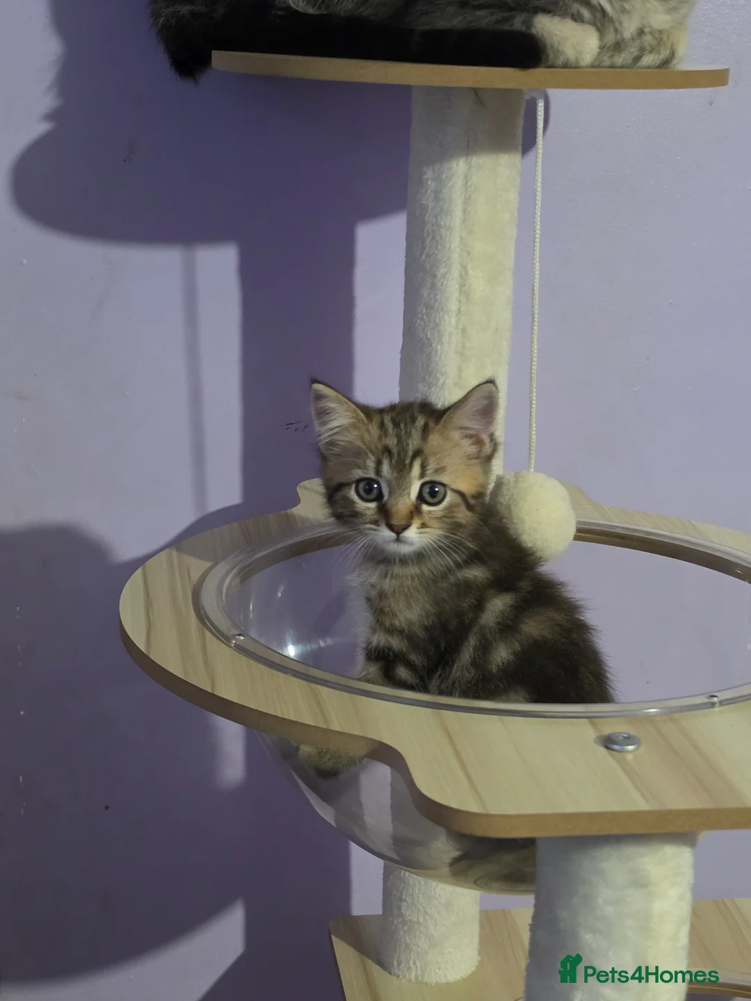 Scottish Fold cats for sale: Beautiful Scottish fold x cross  - Advert 2