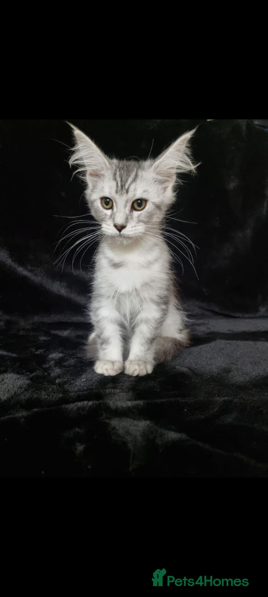Maine Coon cats Tica Reg Maine Coone Last Male Ready - Advert 1