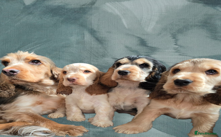 Cocker Spaniel dogs - Advert 5