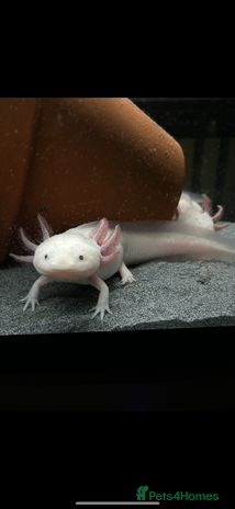 Axolotl reptiles - Advert 17