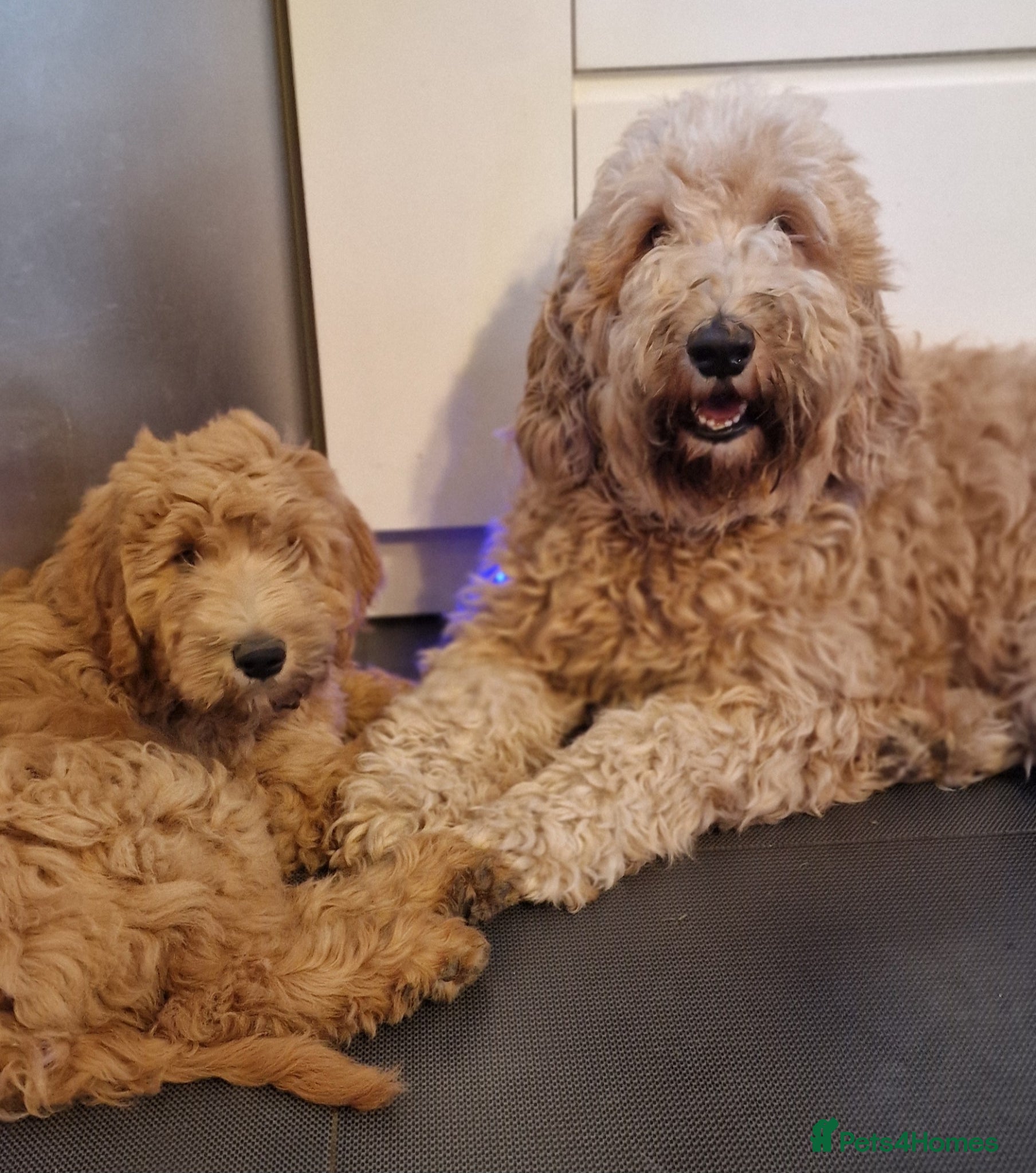 Labradoodle dogs Labradoodle Boy - Last One Left! - Advert 9