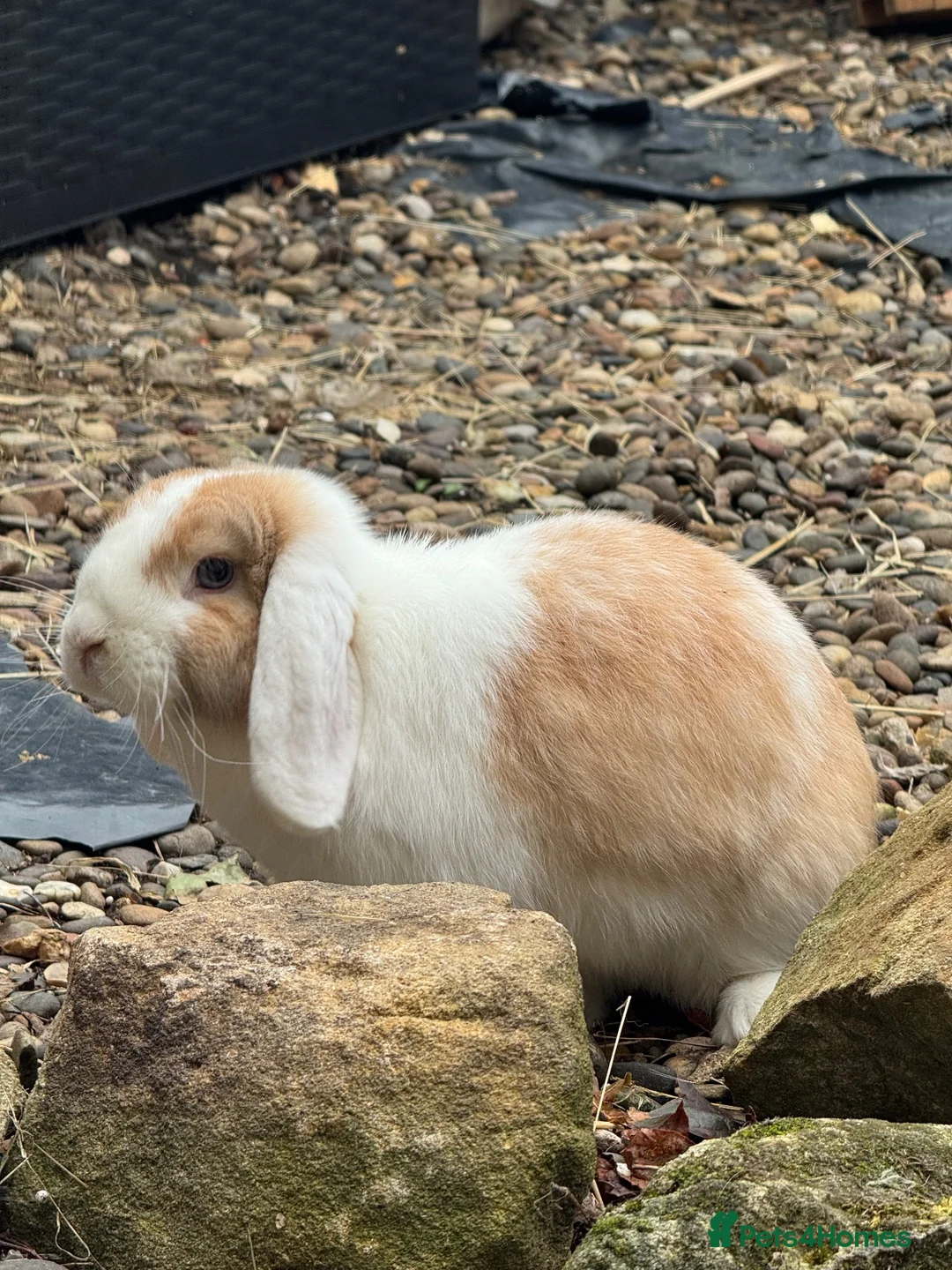 Mini Lop rabbits for sale: Mini lop for sale in Washington - Advert 2