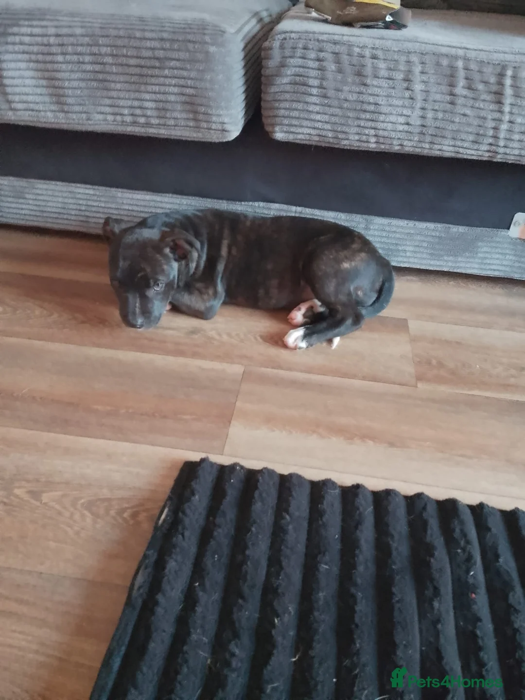 Mixed Breed dogs for sale: Staffordshire bull terrier x american bulldog - Advert 1