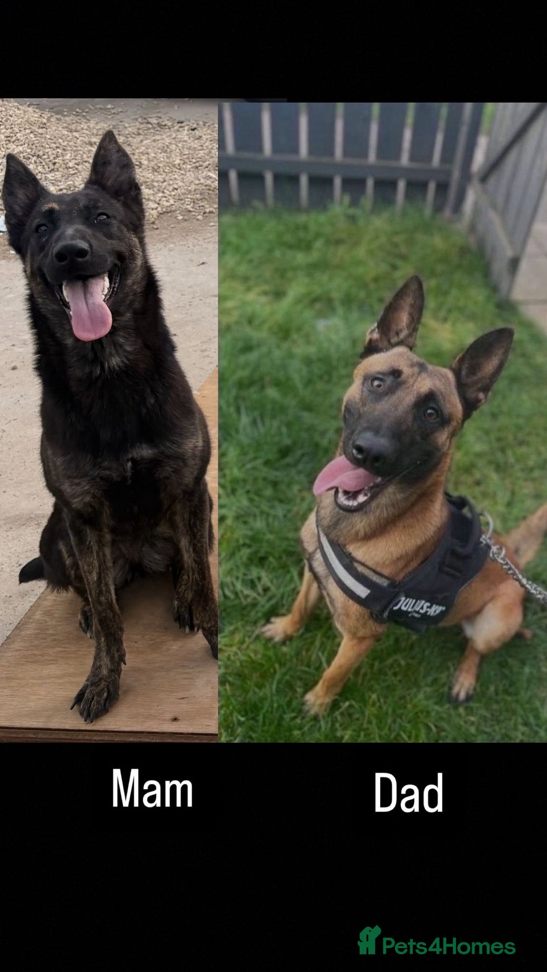 Belgian Shepherd Dog dogs for sale: 🐾Belgian Malinois Puppies Looking for Homes🐾 - Advert 12