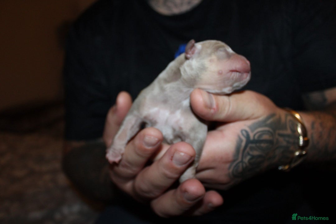 American Bully dogs for sale: ABKC best bloodline Ready to go Pocket Bully  - Advert 14