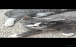 British Shorthair cats for sale: Blue British short-hair kittens - Image 2