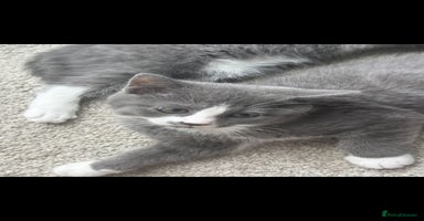 British Shorthair cats - Advert 7