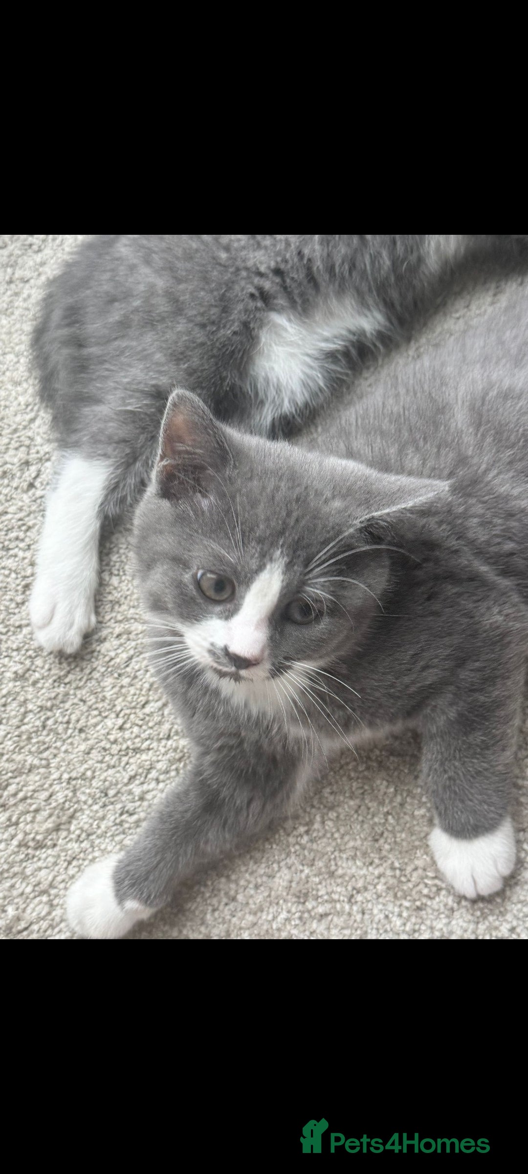 British Shorthair cats for sale: Blue British short-hair kittens - Image 2