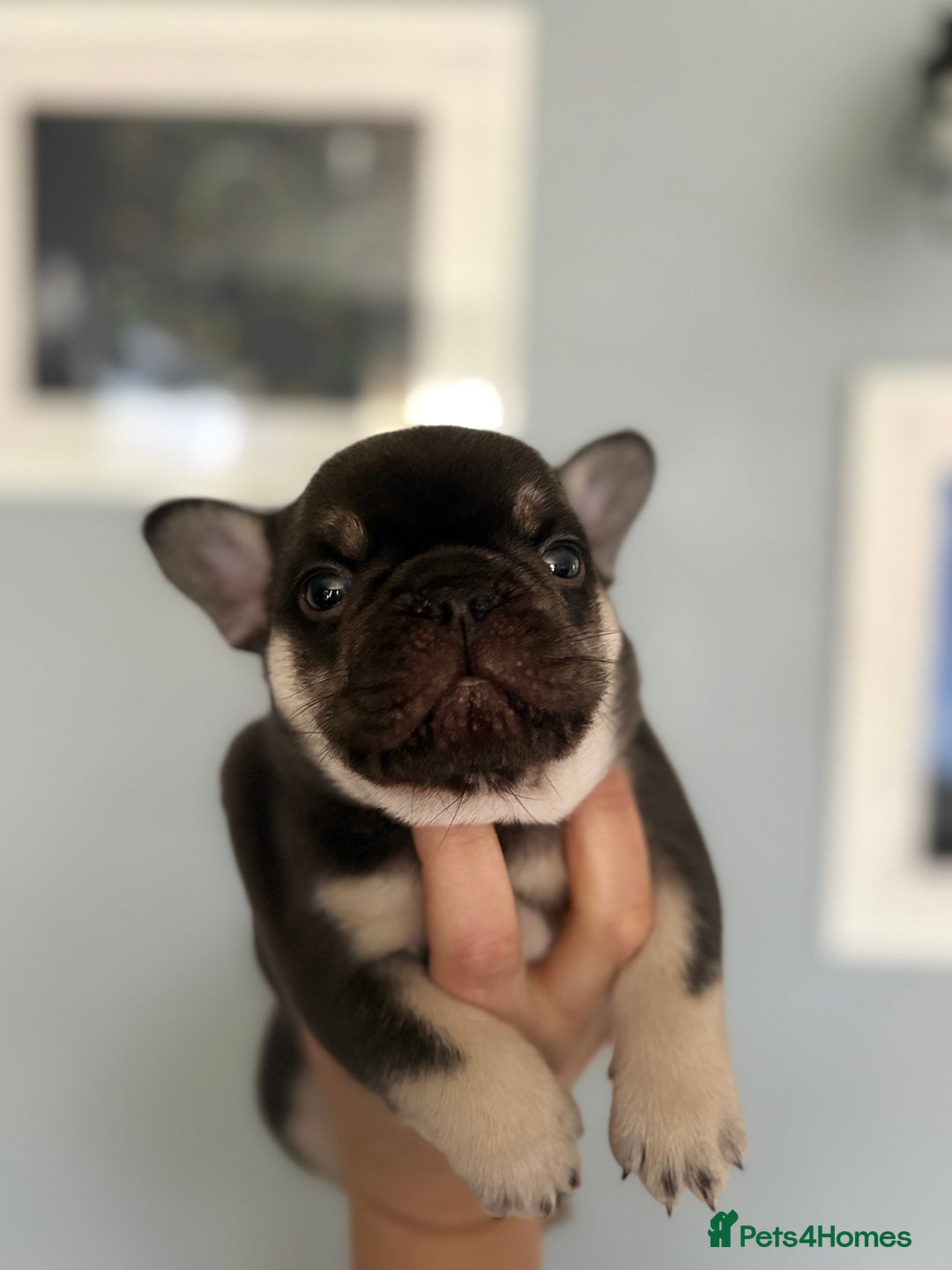 French Bulldog dogs for sale: Chunky French bulldog puppies  - Image 12