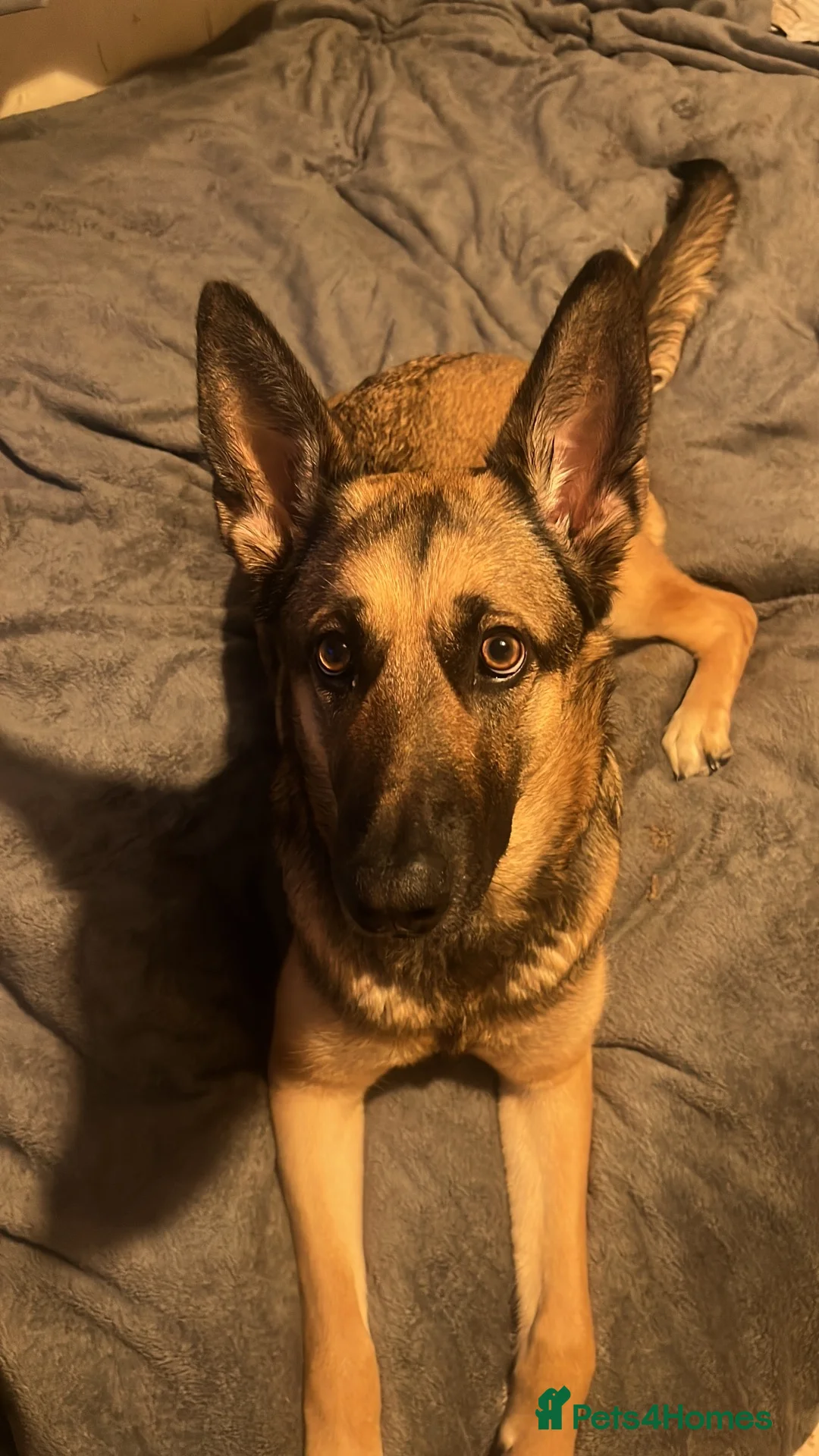 Mixed Breed dogs for sale: 3 year old German X Belgian mallinois in Warrington - Advert 5