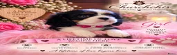 Cavalier King Charles Spaniel dogs for sale: 5* Licensed RKC H/T Gorgeous Cavalier KC - Advert 28