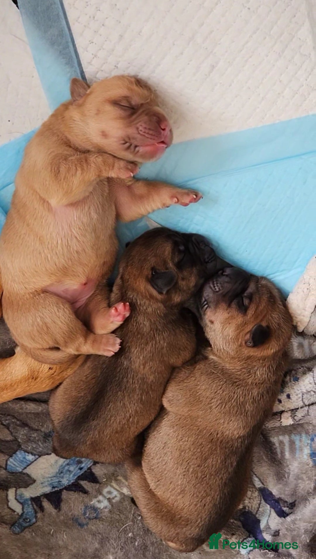Shar Pei dogs for sale: Shar Pei puppies  - Image 4