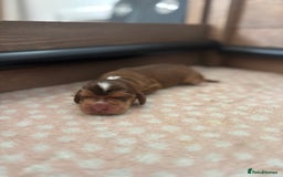 Cocker Spaniel dogs for sale: 🐶 Health-Tested Show-Type Cocke Spaniels 🐶 - Image 12