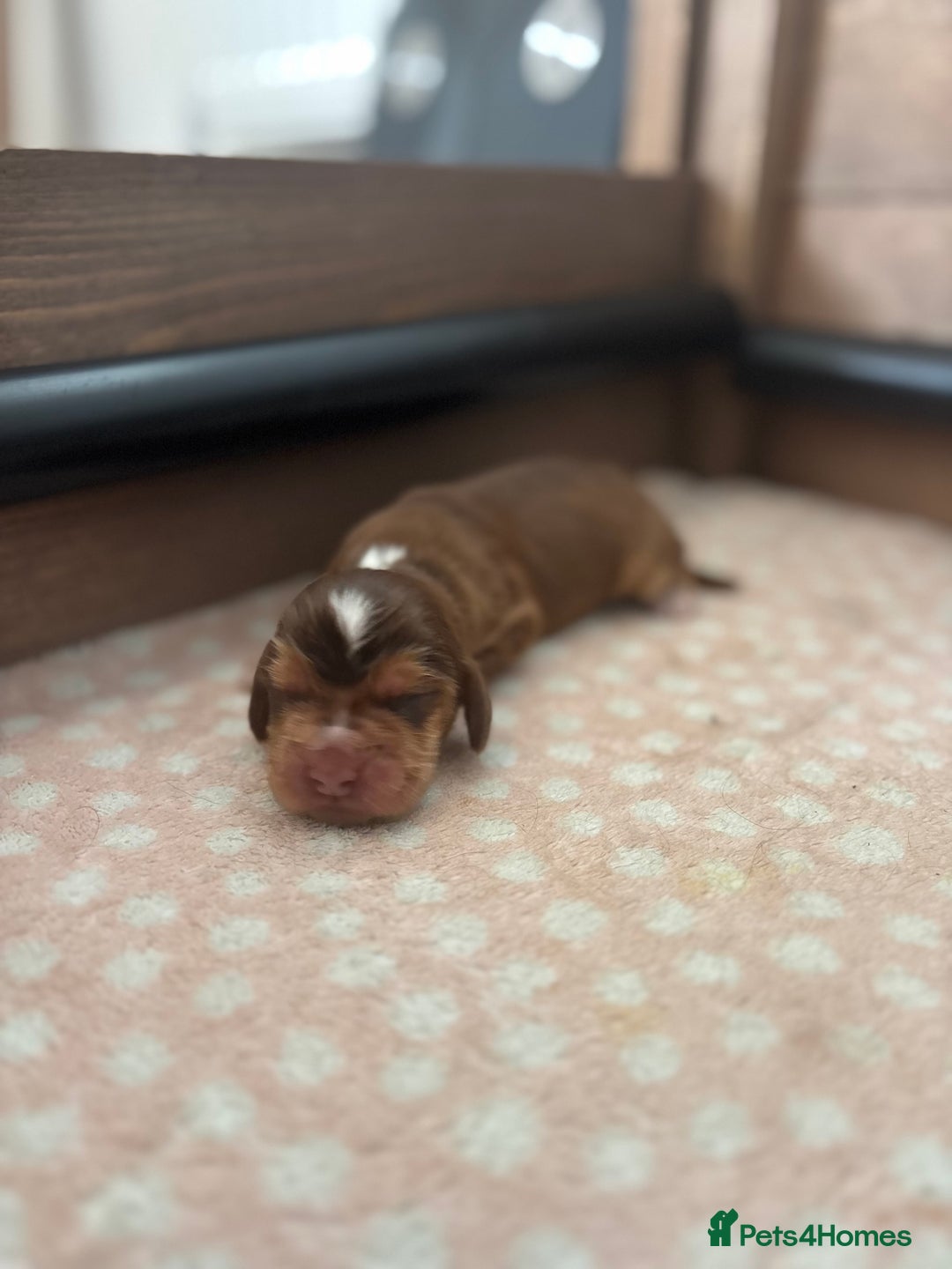 Cocker Spaniel dogs for sale: 🐶 Health-Tested Show-Type Cocke Spaniels 🐶 - Image 12