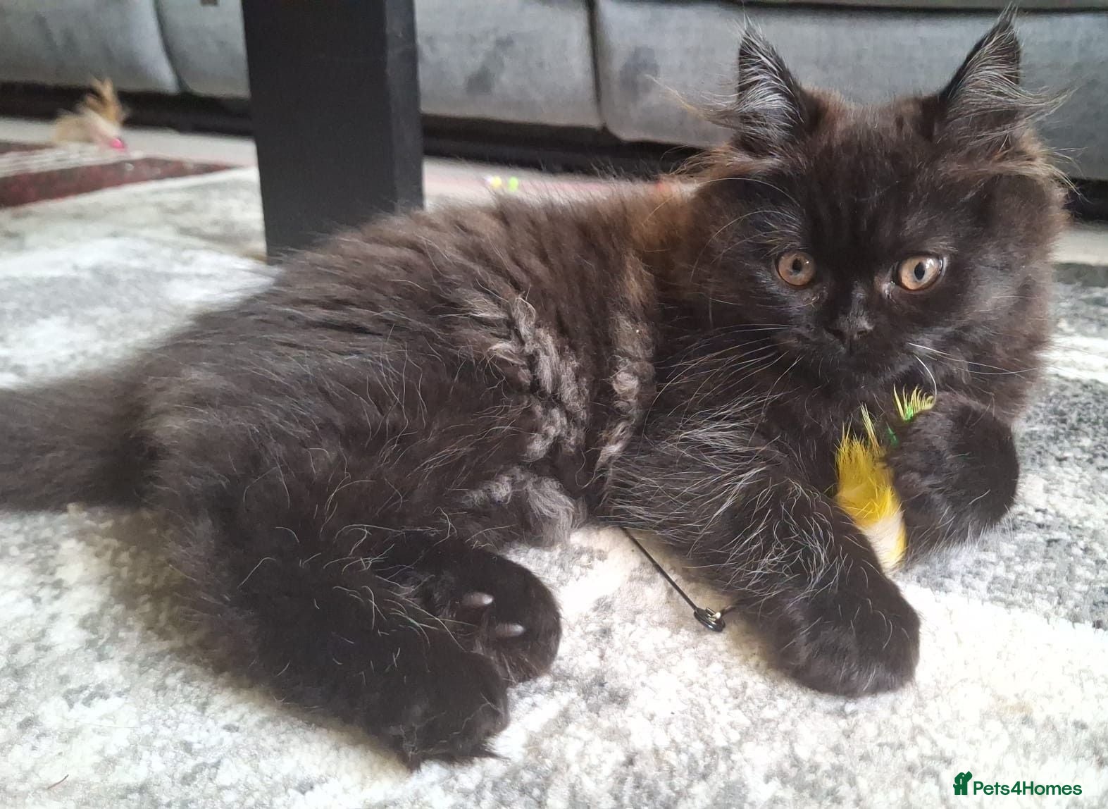 Mixed Breed cats Beautiful Black Ragdoll x Persian Kitten Ready Now - Advert 1