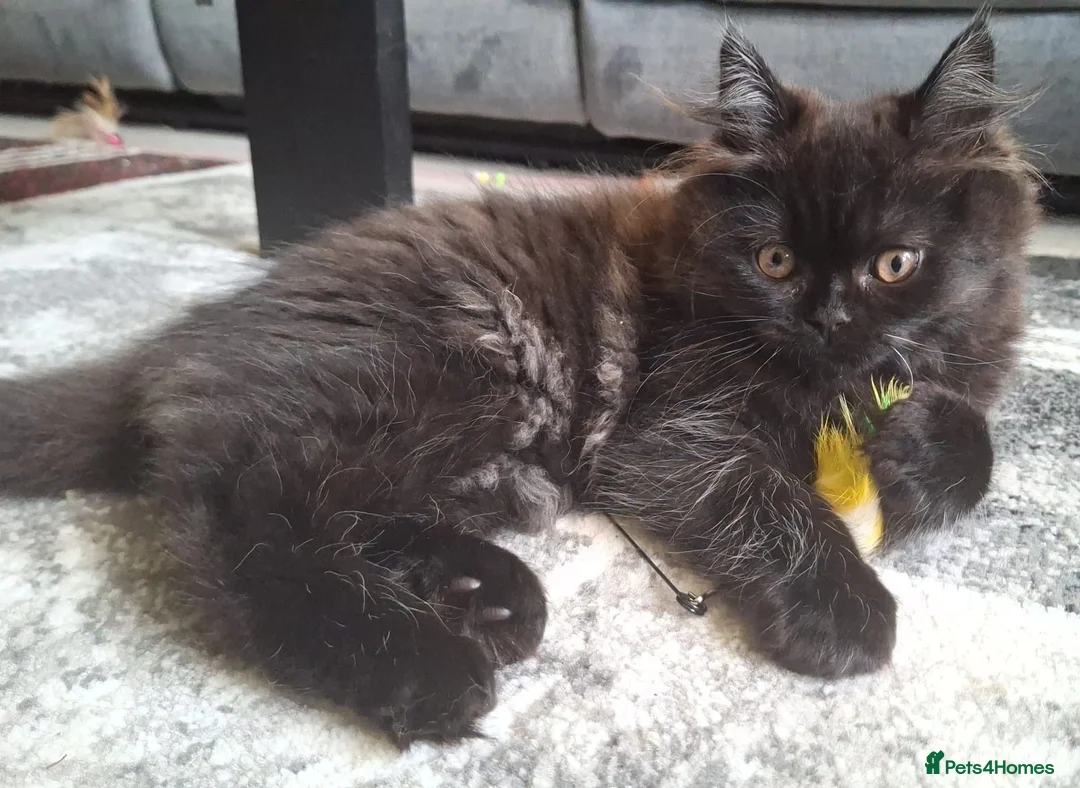 Mixed Breed cats for sale: Beautiful Black Ragdoll x Persian Kitten Ready Now - Advert 1