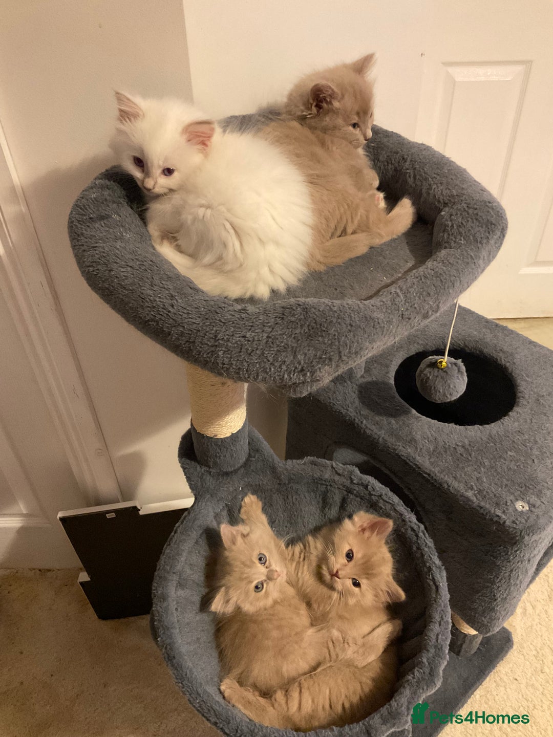 Ragdoll cats for sale: RARE PURE BRED FAWN RAGDOLL BABIES - Advert 9