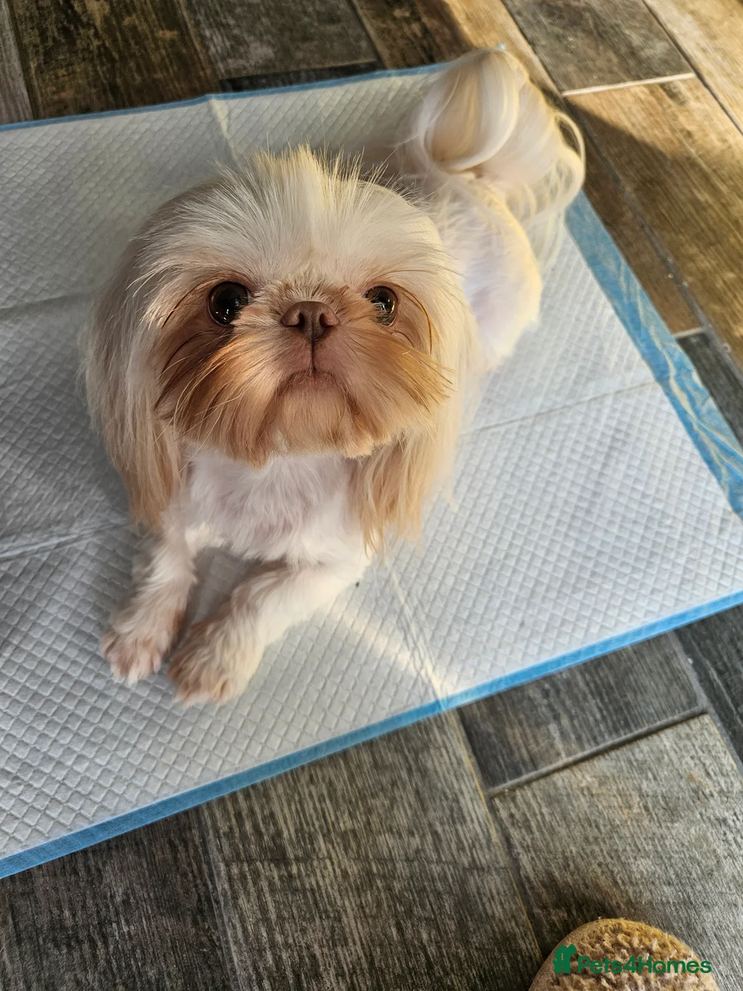 Shih Tzu dogs for sale: Stunning imperial girl - Advert 10