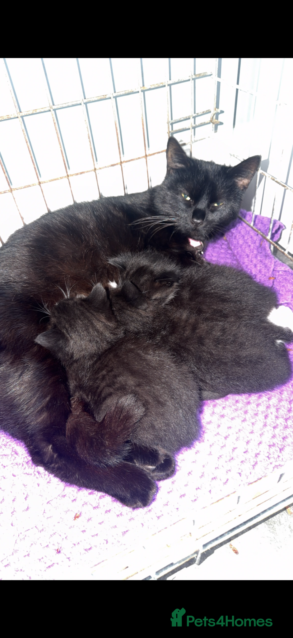 Mixed Breed cats Kittens - Advert 18