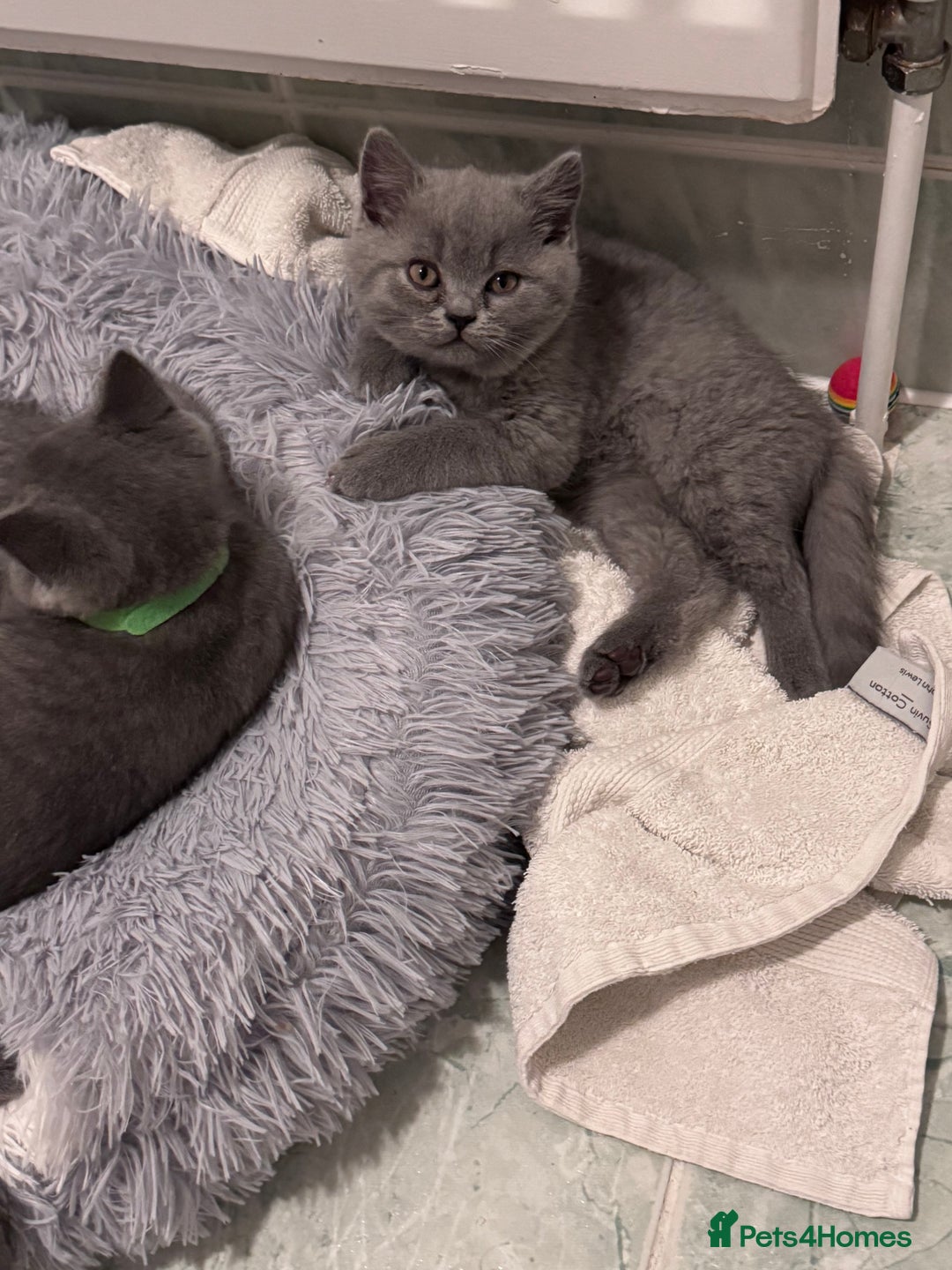 British Shorthair cats for sale: British shorthair kittens 🐈‍⬛ - Advert 19