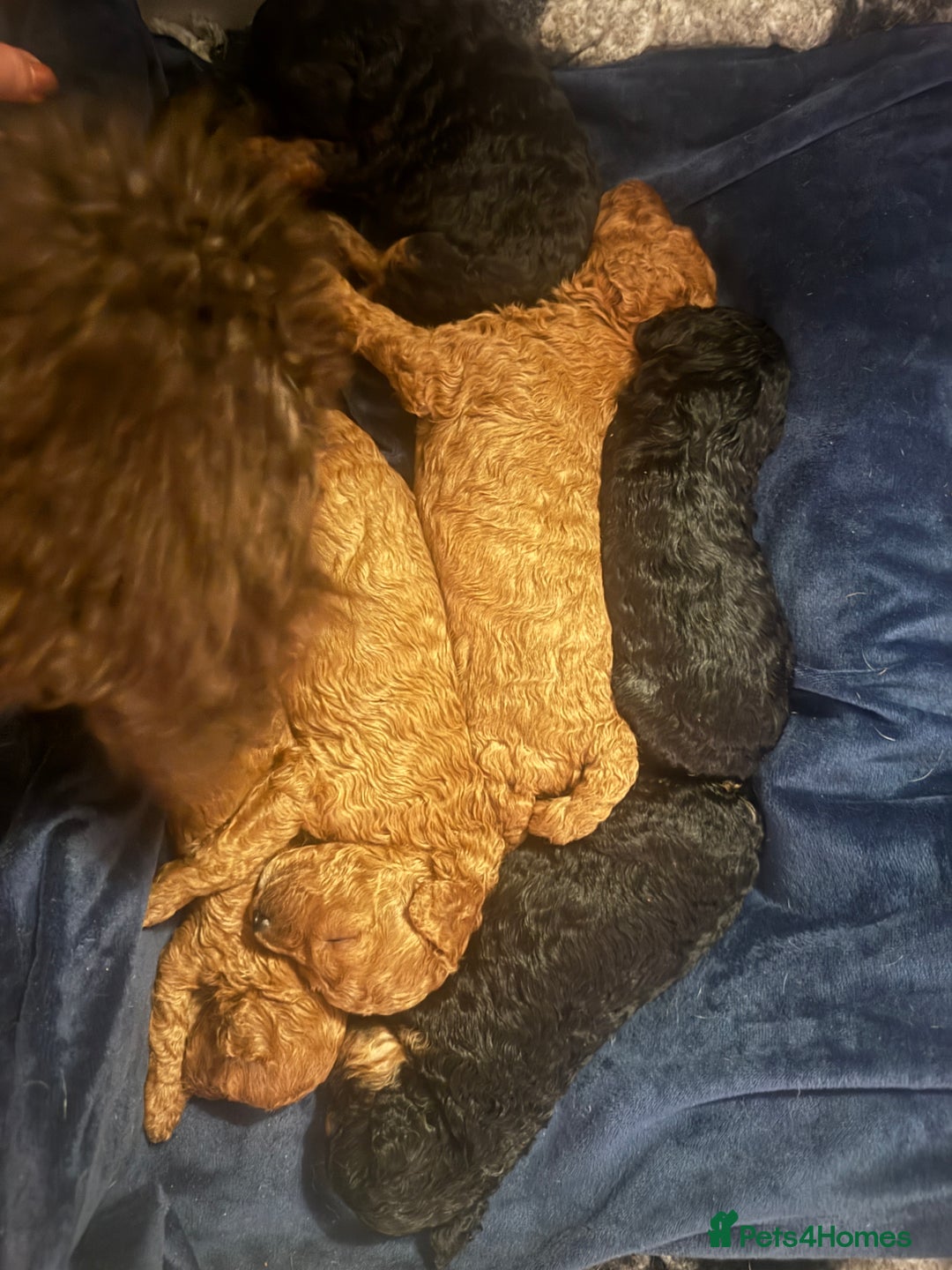 Miniature Poodle dogs for sale: KC Miniature Poodles- Bred for your family…   - Advert 8