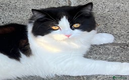 Persian cats for sale: Talkative Persian boy  - Image 2