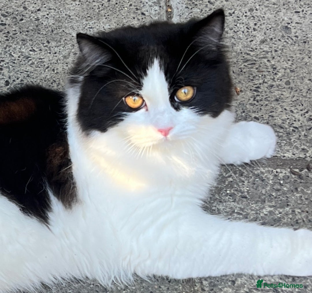 Persian cats for sale: Talkative Persian boy  - Image 2