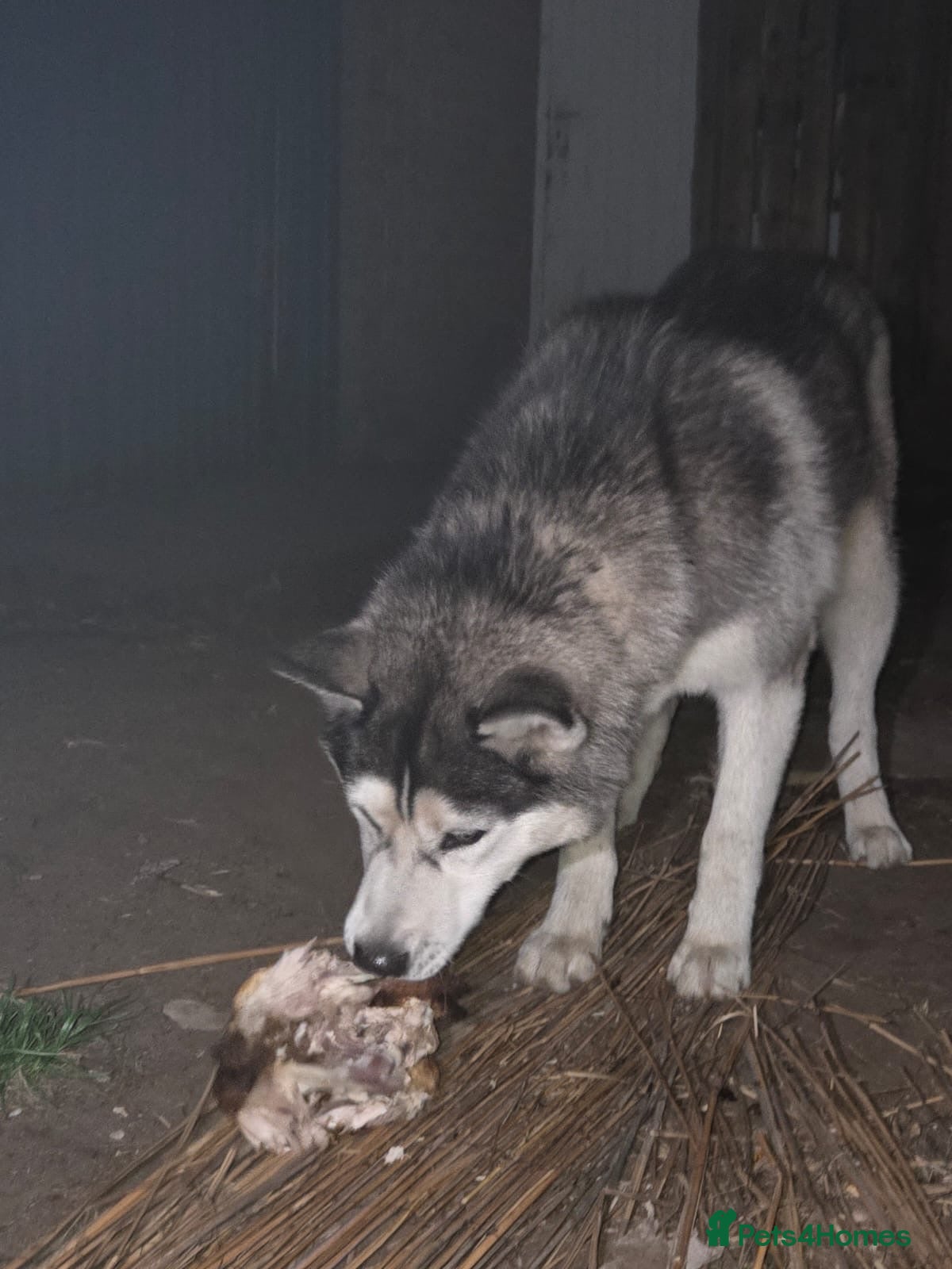 Siberian Husky dogs for sale: 3 Siberian Husky pups - Advert 1