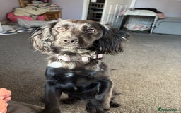 Mixed Breed dogs for sale: 1 year old female working cocker X terrier - Image 3