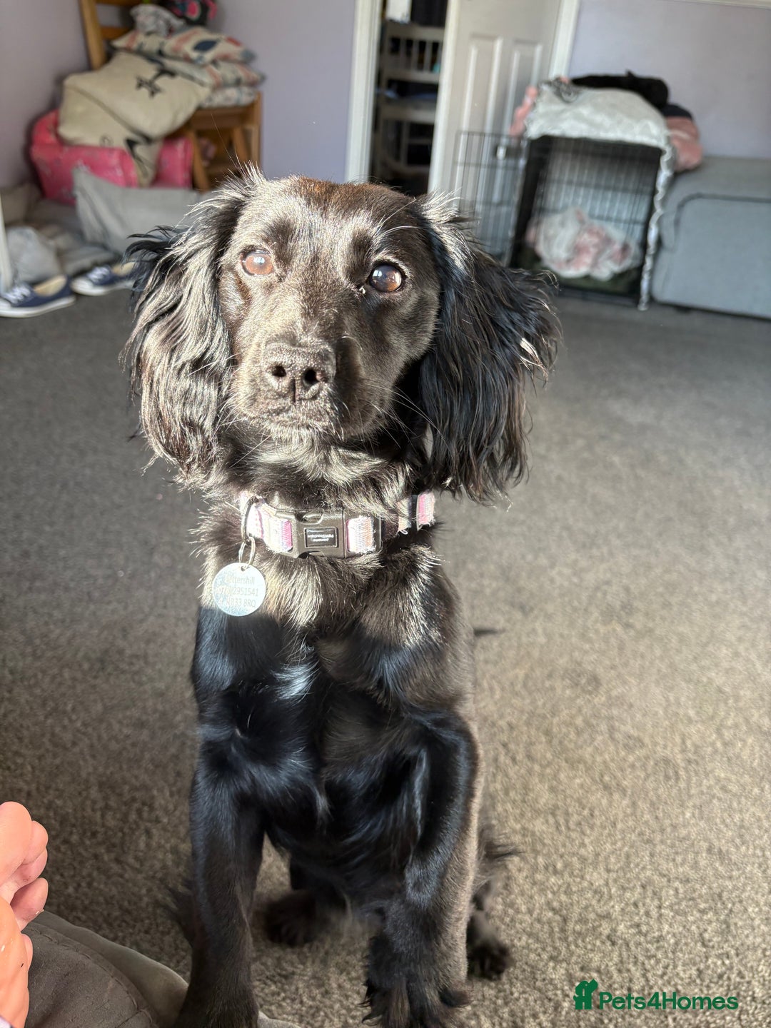 Mixed Breed dogs for sale: 1 year old female working cocker X terrier - Image 3