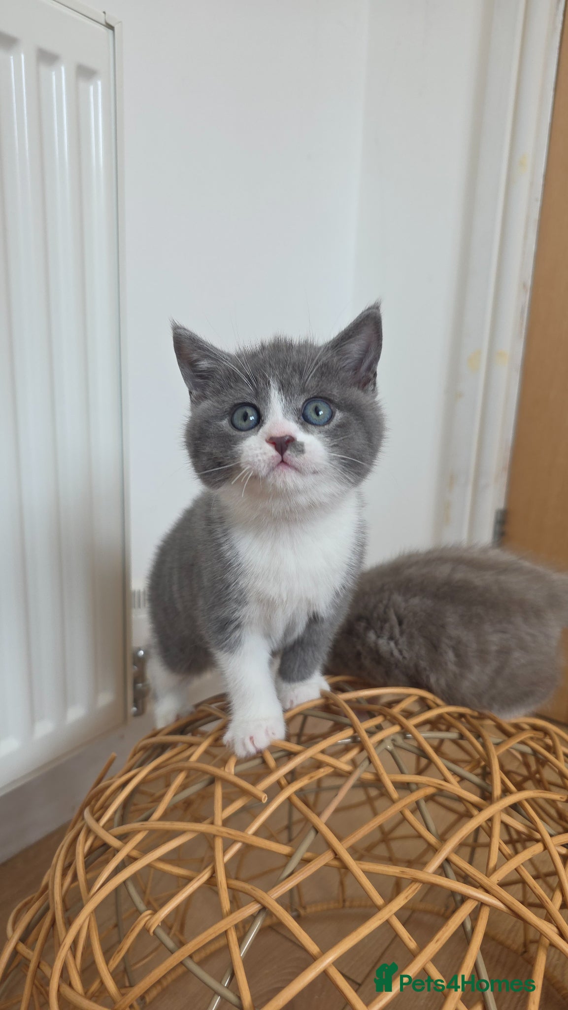 British Shorthair cats 1 Beautiful Short Haired Girl Left - Advert 2