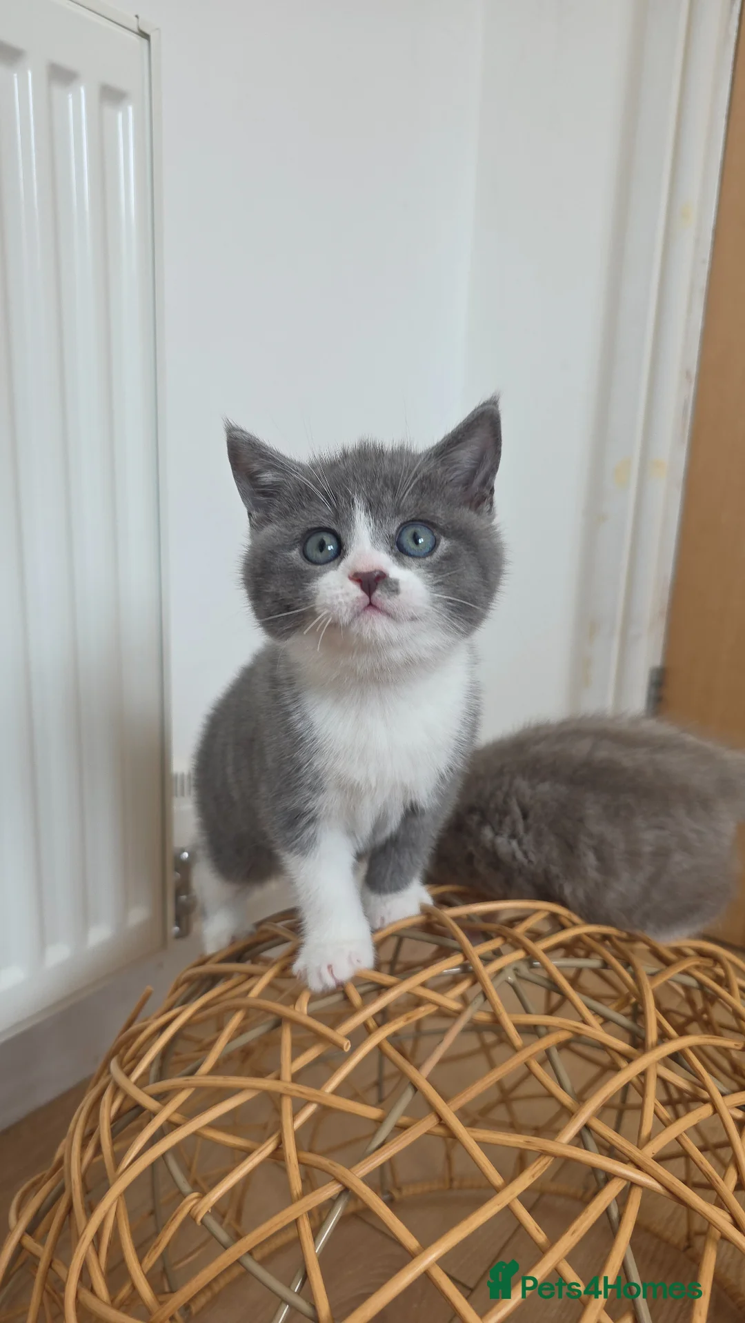 British Shorthair cats for sale: Ready now. 1 Girl left - Advert 2