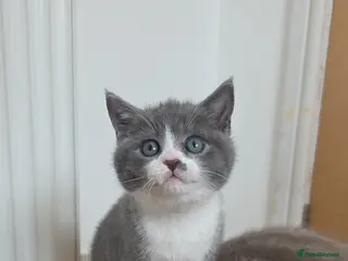 British Shorthair cats 1 Beautiful Short Haired Girl Left - Advert 2